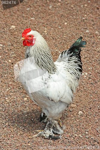 Image of The cock