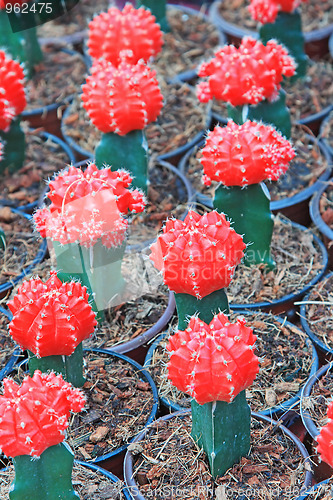 Image of Red cactus