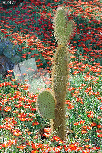 Image of The cactus