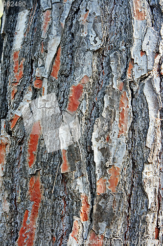 Image of Wooden texture