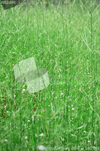 Image of Green grass