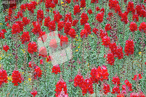 Image of Spring flowers