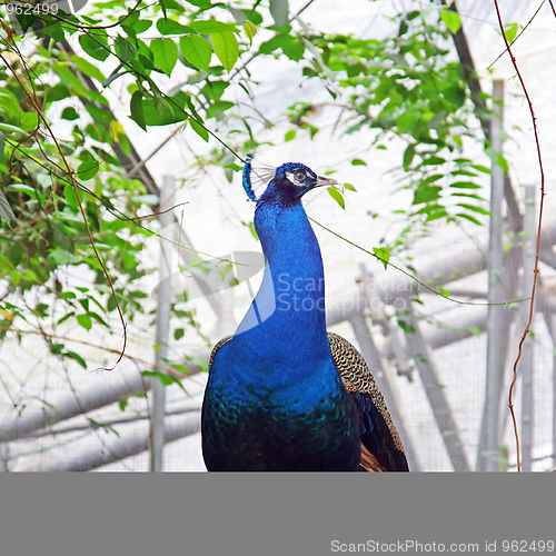 Image of The peacock