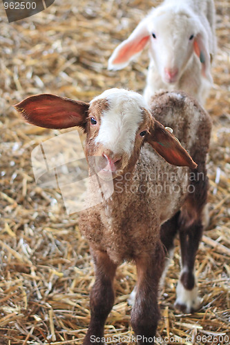 Image of The farm. White sheep 