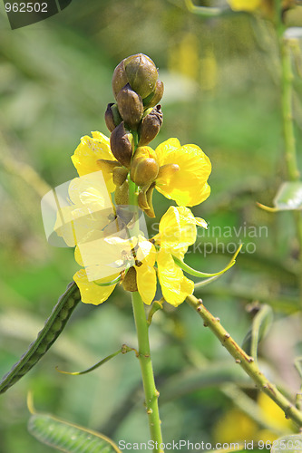 Image of The spring flowers