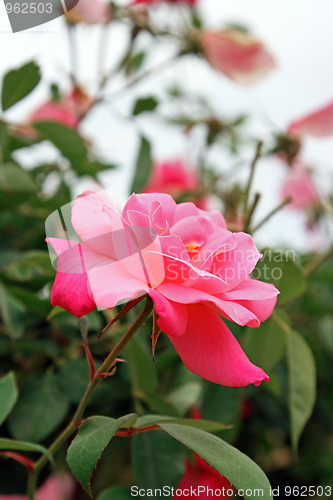 Image of Spring flowers