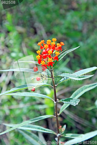 Image of The spring flowers