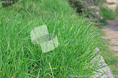 Image of Green grass