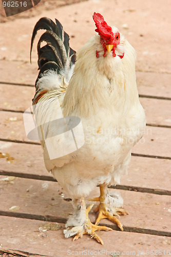 Image of The cock