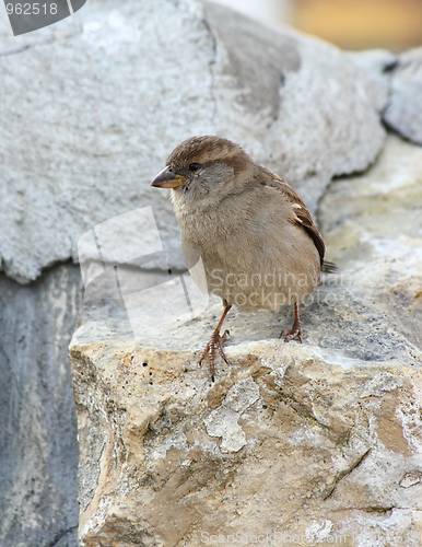 Image of The sparrow