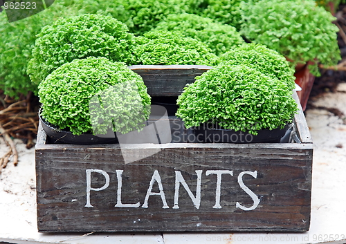 Image of The green plants