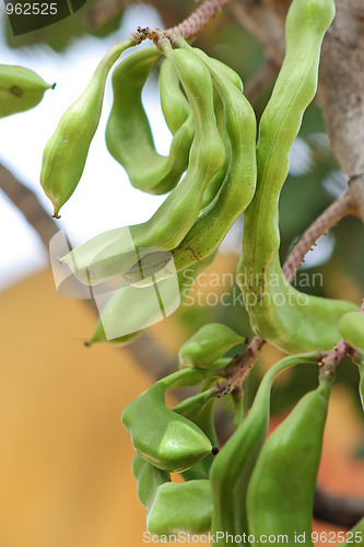 Image of The green pods