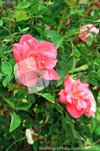 Image of Spring flowers