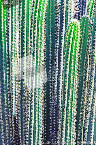Image of The green cactus