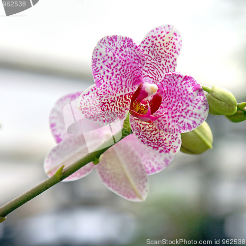 Image of The orchid