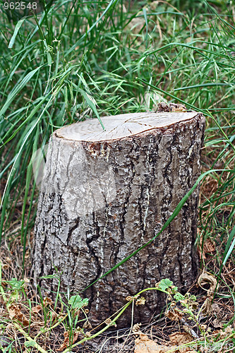 Image of The stump