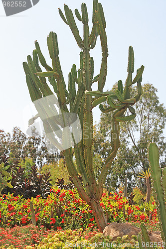 Image of The cactus