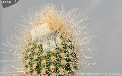 Image of Cactus