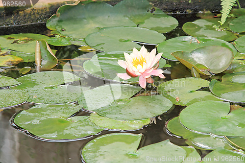 Image of The nenuphar