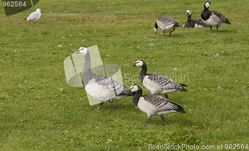 Image of Barnacle Goose. 