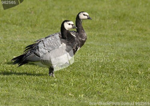 Image of Barnacle Goose. 