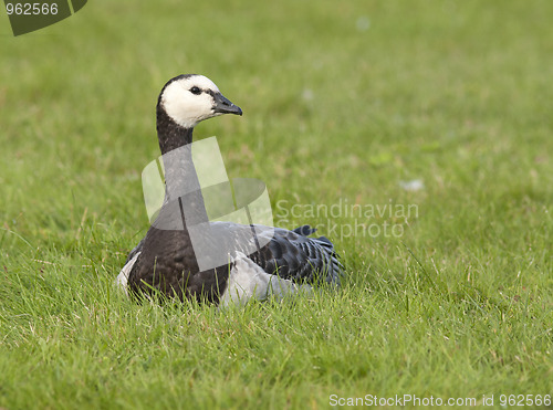 Image of Barnacle Goose. 