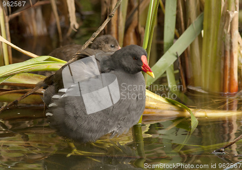 Image of Moorhen