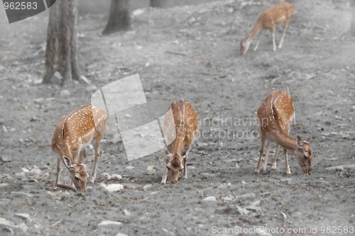 Image of Roe deers