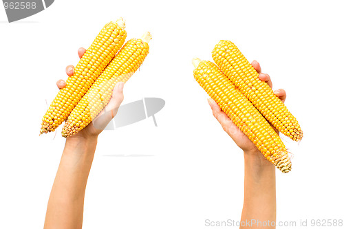 Image of Corn