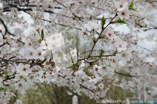 Image of Spring time