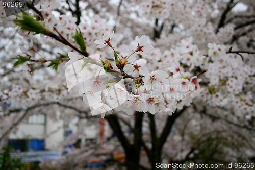 Image of Spring flowers