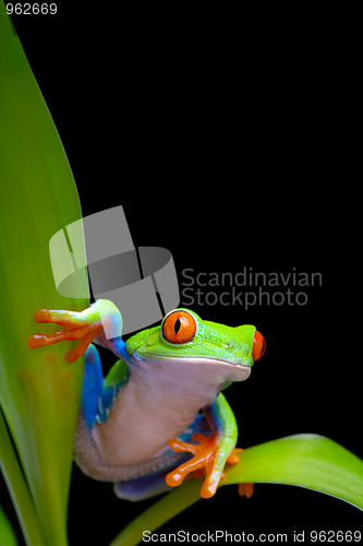 Image of frog on plant leaves isolated black