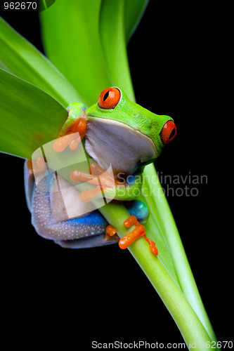 Image of frog in a plant isolated black