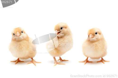 Image of Three cute baby chickens chicks