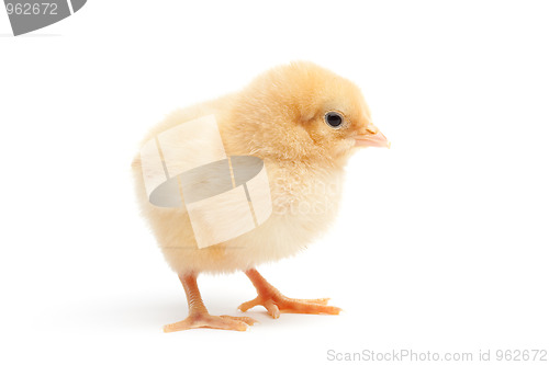 Image of cute chick isolated on white