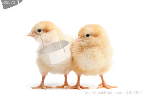 Image of two baby chicks isolated on white