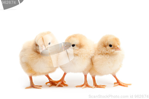 Image of three cute chicks isolated on white