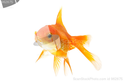 Image of goldfish closeup isolated on white