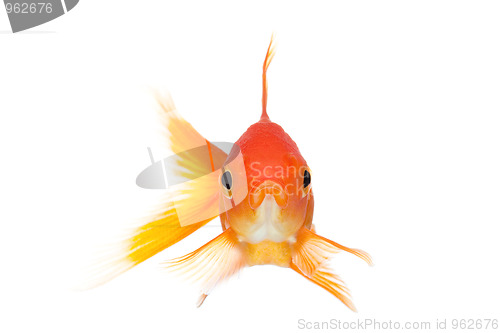 Image of goldfish front view isolated on white