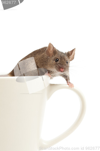 Image of mouse on coffee cup isolated