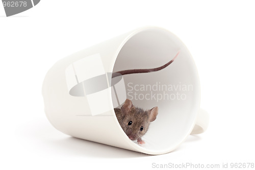 Image of curious mouse isolated on white