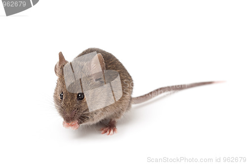 Image of mouse isolated on white