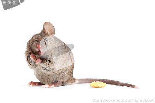 Image of Silly mouse isolted on white