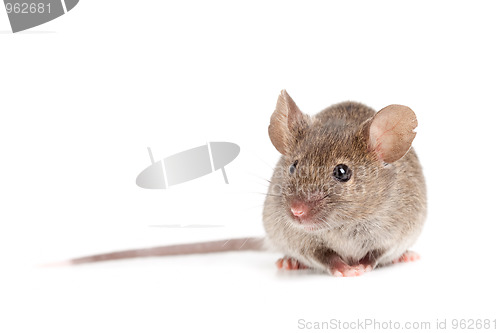 Image of grey mouse isolated on white