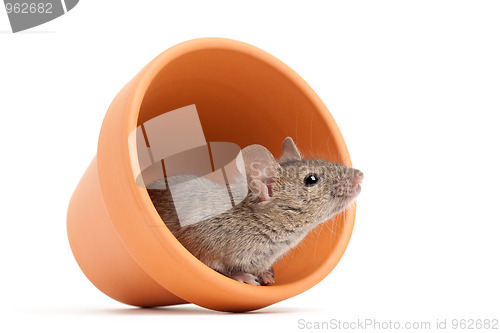 Image of mouse in flower pot isolated on white