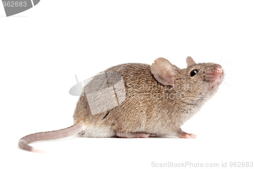 Image of mouse close up isolated on white