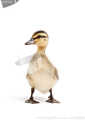 Image of duck isolated on white