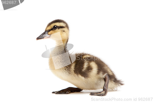 Image of baby duck Mallard isolated on white