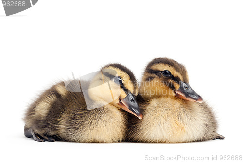 Image of two ducklings isolated on white