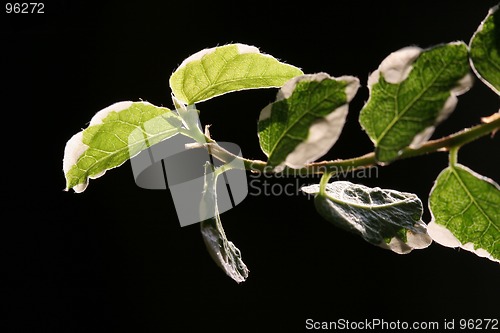 Image of Leaves